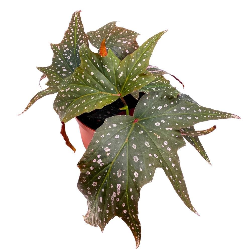 Harmony's Dimitrios Angel Wing, 6 inch Cane Begonia Pink Polkadot Gnarly Leaves