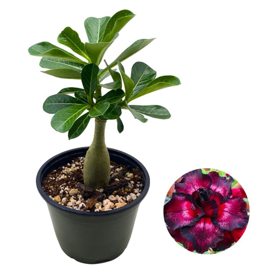 BubbleBlooms Desert Rose Moran in a 4 inch Pot Extremely Rare Flower