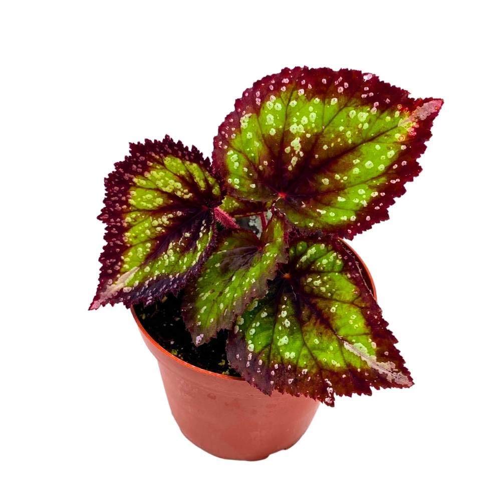 Harmony's Nightfall Begonia Rex 4 inch Purple Green White Splash