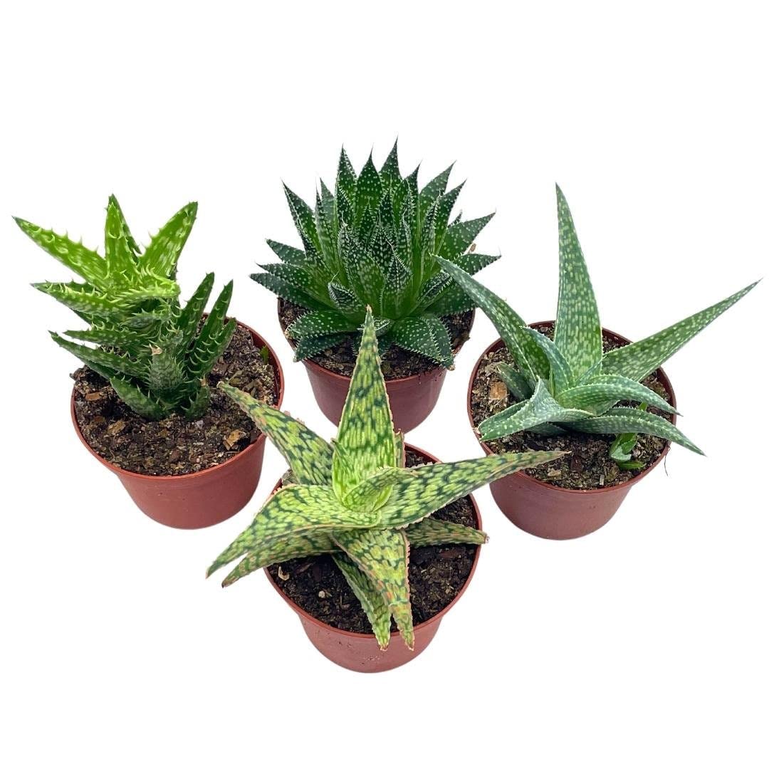 BubbleBlooms Aloe Variety Assortment, 3 inch pots, 4 Different Aloe Succulents