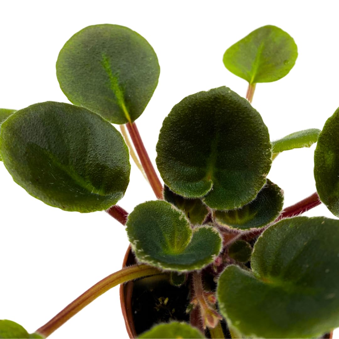 Harmony Foliage Mini African Violet Precious Lavender, 2 inch Purple Flower