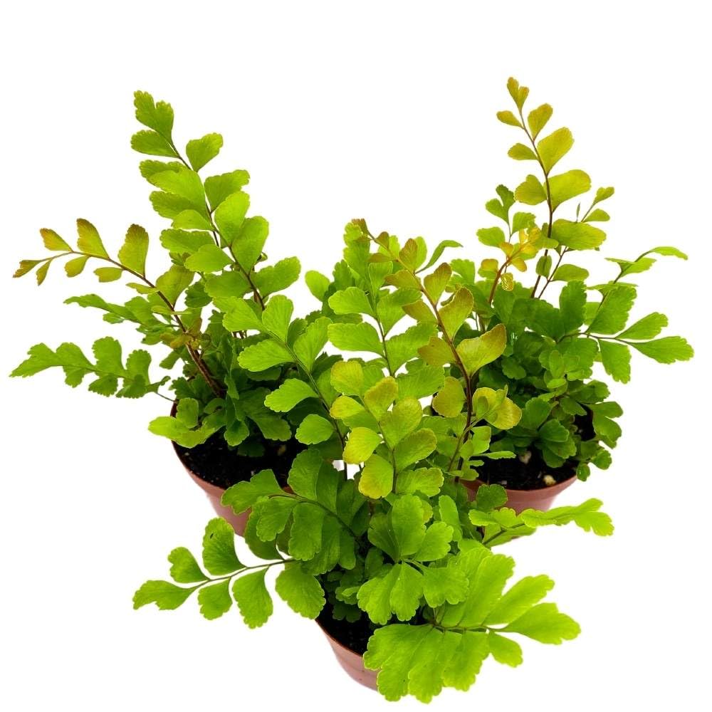 Delta Maidenhair Fern 2 inch Set of 3 Adiantum raddianum Tiny Mini Pixie Plants