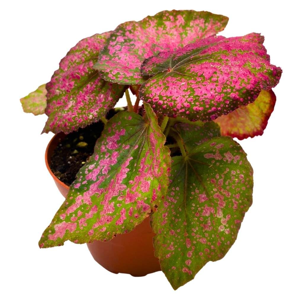 Harmony's Royal Majesty Begonia Rex 4 inch Red with Pink Spots