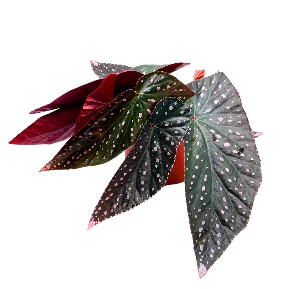 Harmony's Dark Dreamer Angel Wing, 6 inch Cane Begonia Pink Polkadots Variegated Tip