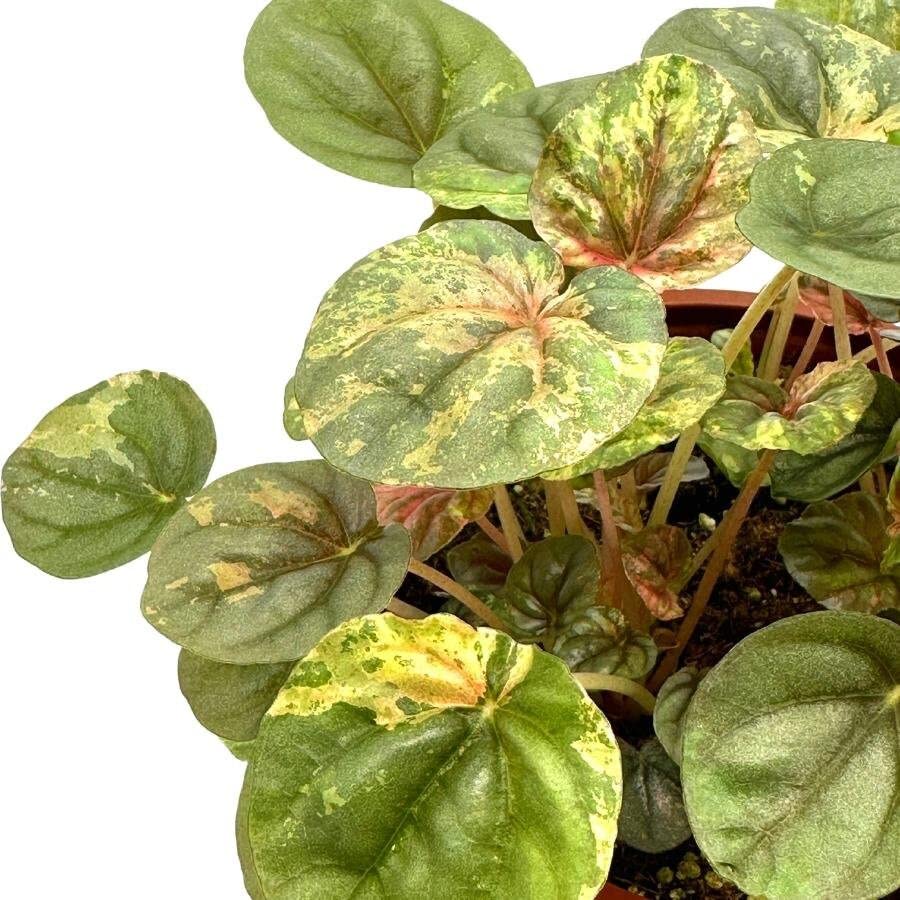 BubbleBlooms Harmony's Peperomia Pink Lady, 4.5 inch Pot, Very Rare Pink Marble Platinum Silver Leaf Peperomia