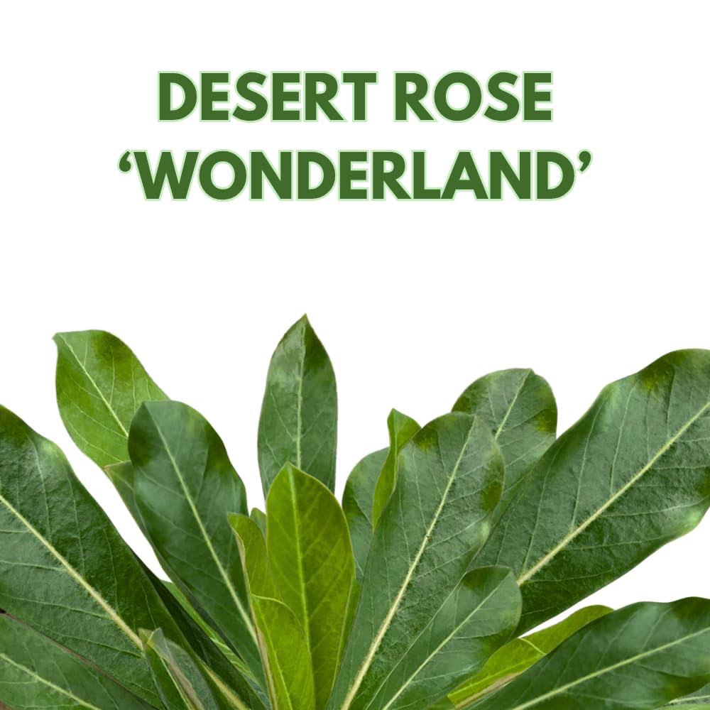 BubbleBlooms Desert Rose Wonderland in a 4 inch Pot Extremely Rare Flower