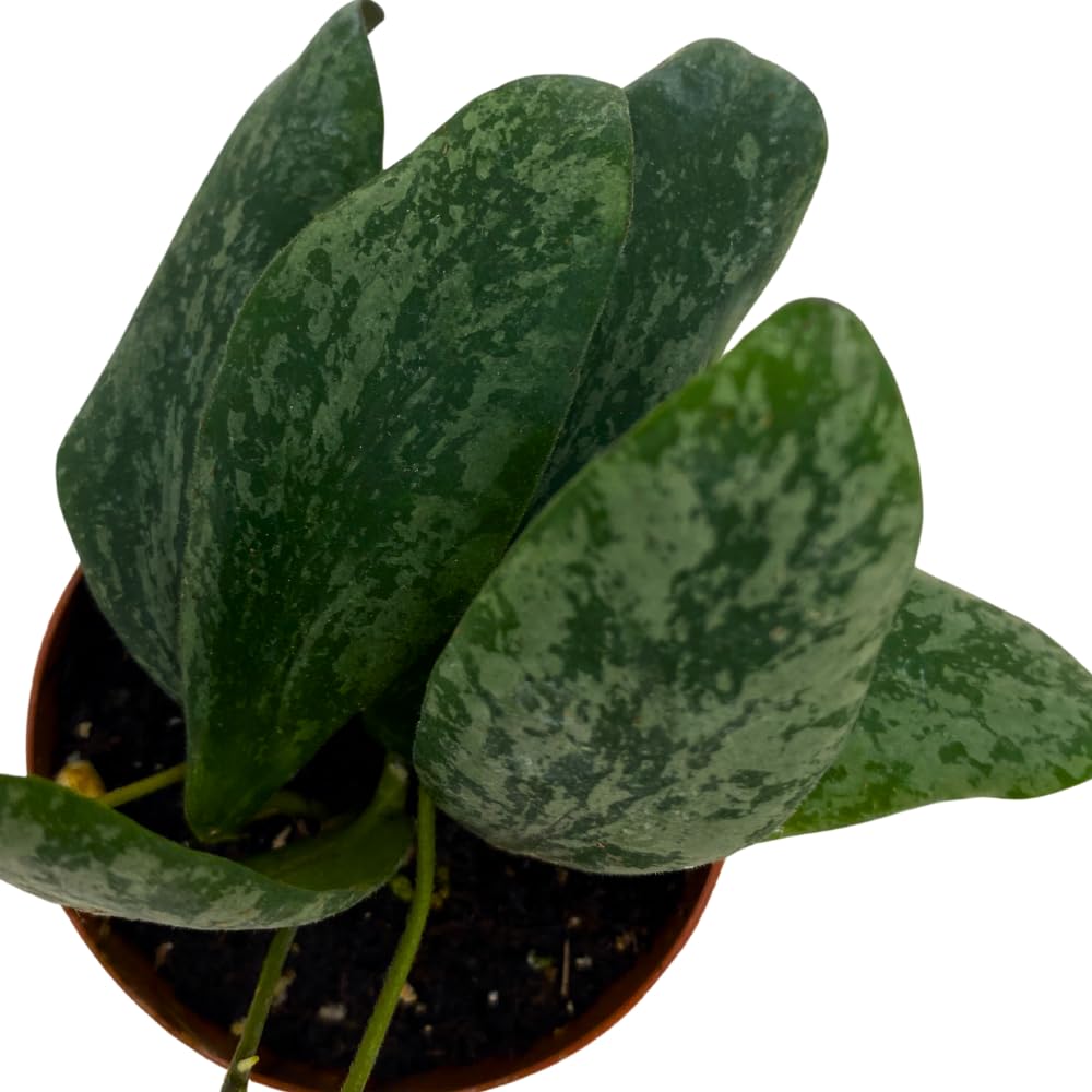 BubbleBlooms Hoya Sigilatis in a 2 inch Pot Tiny Mini Pixie Plant