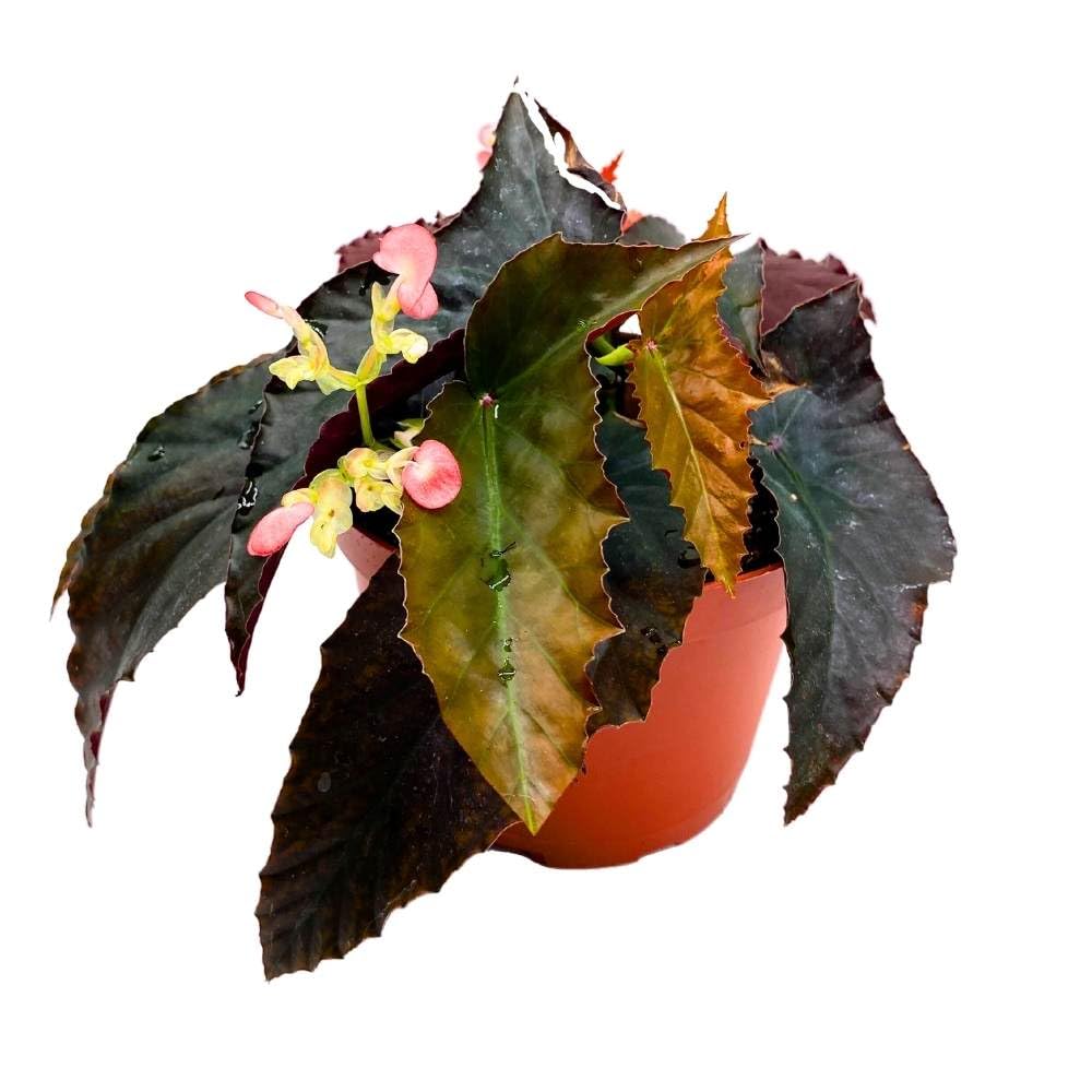 Harmony's Fangtastic Angel Wing, 6 inch Cane Begonia Solid Black