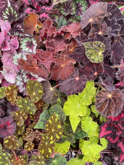 Harmony Foliage Begonia Rhizomatous Hybrids in 6 inch pots 12-Pack Bulk Wholesale Hybridized Unique Rhizo Plants