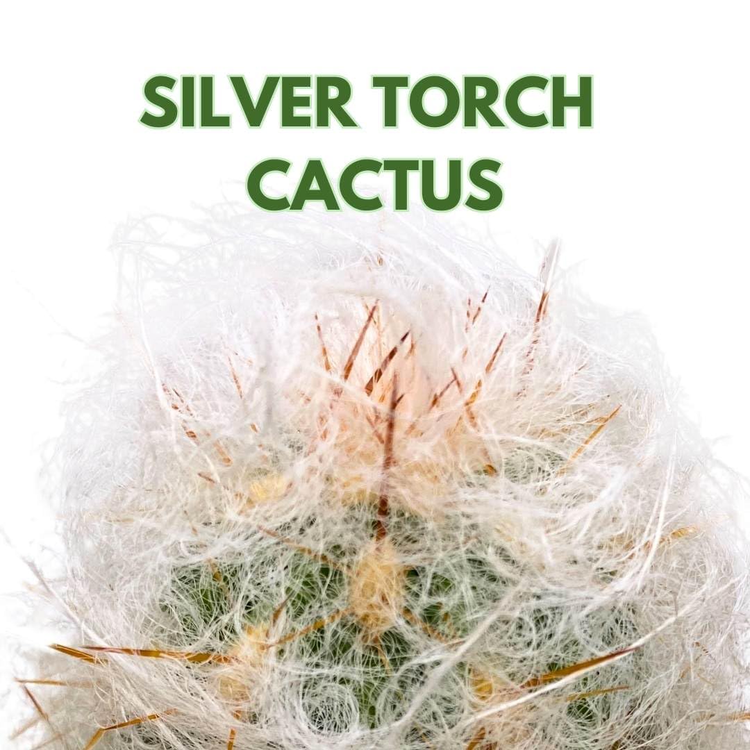 BubbleBlooms Silver Torch Cactus 6 inch