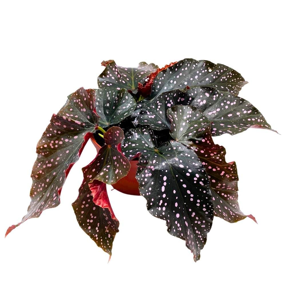 Cracklin Rosie Angel Wing, 6 inch Cane Begonia Dark Curly Leaf with Pink Polkadots