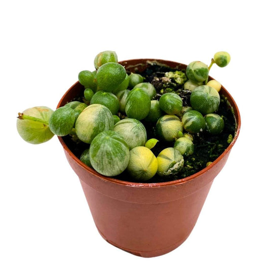 BubbleBlooms Variegated String of Pearls in a 2 inch Pot Tiny Mini Pixie Plant