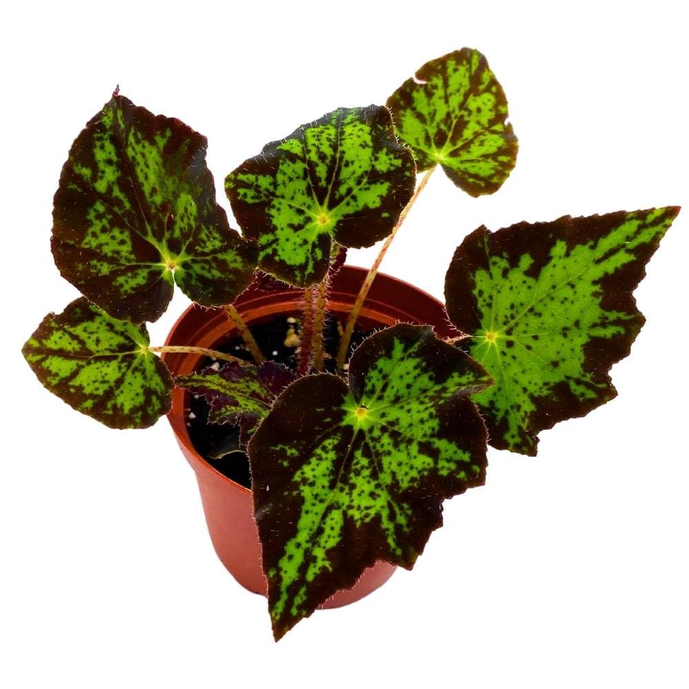 Begonia U578 4 inch Rhizomatous Begonia Rhizo Black Green Jagged Spotted