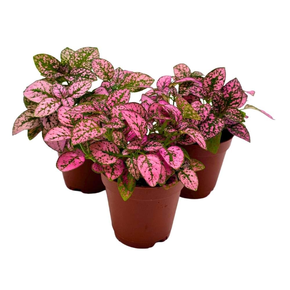 Pink Hypoestes phyllostachya 2 inch Set of 3 Flamingo Polka Dot Plant Tiny Mini Pixie Plants