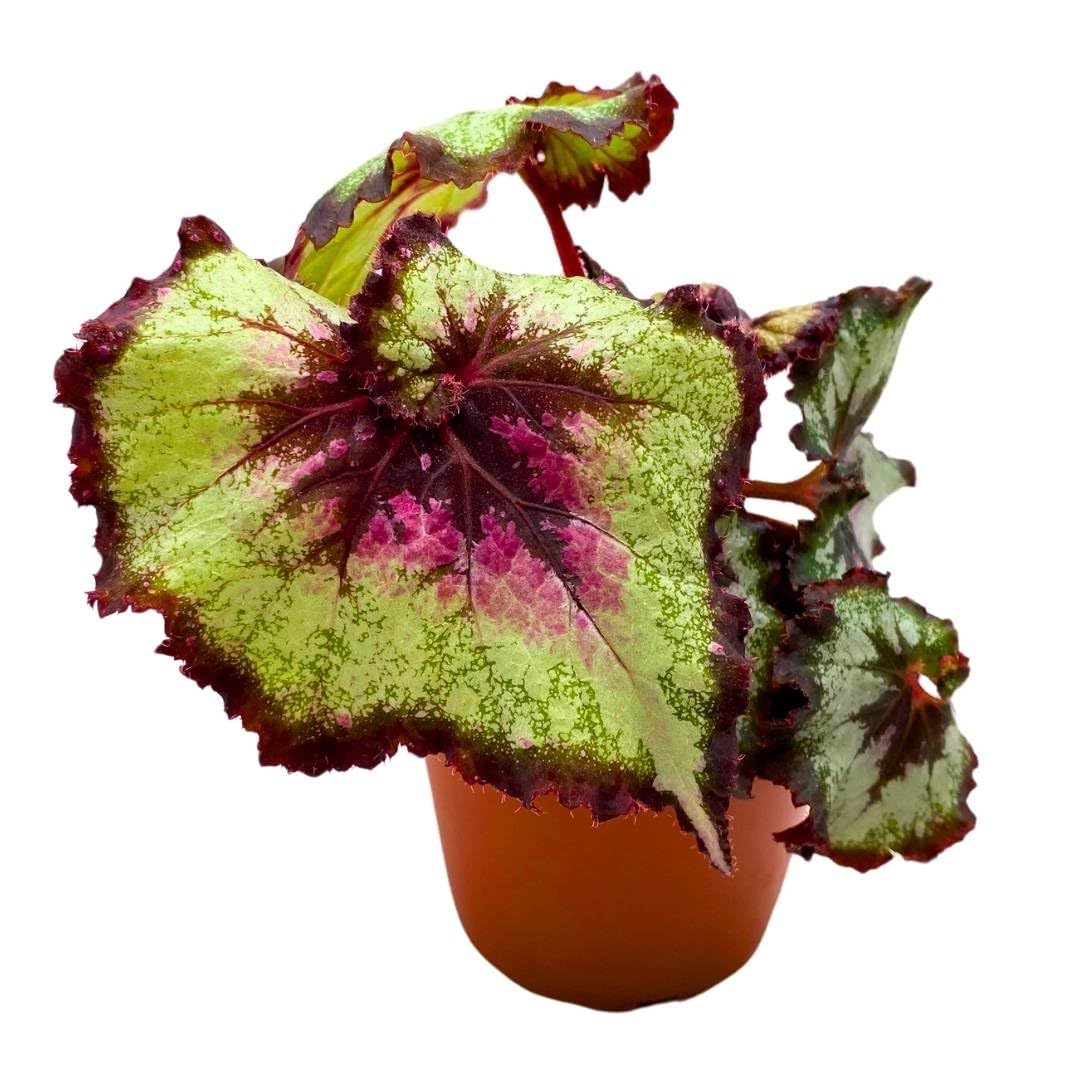 Harmony Foliage Begonia Rex Harmony's Galaxy 4 inch New Hybrid