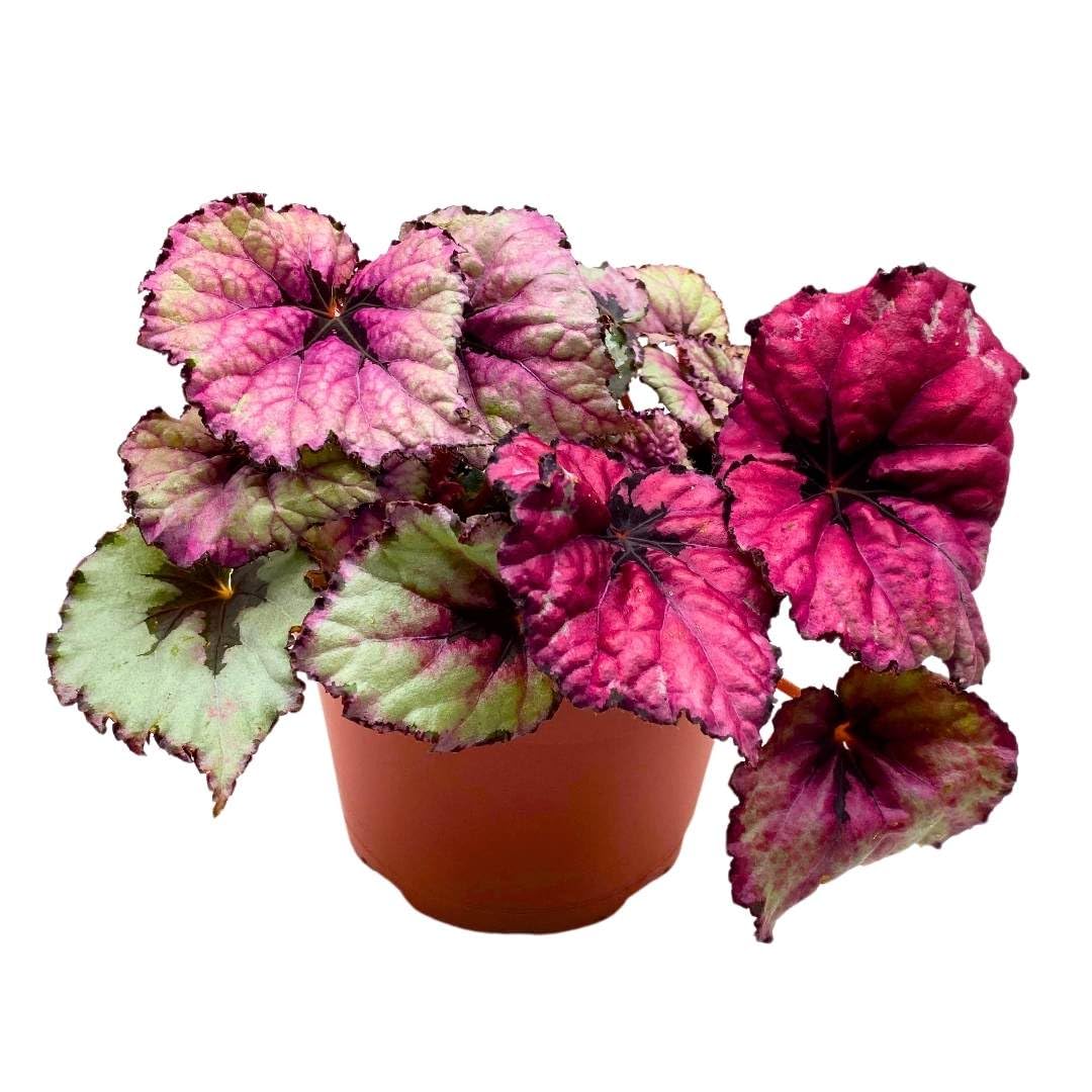 Begonia Rex Kotobuki Pink in a 6 inch Pot