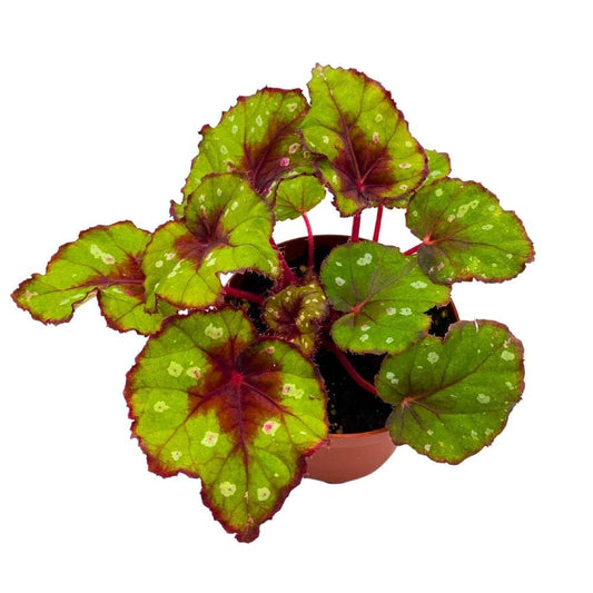 Harmony's Grinch, 4 inch, Begonia rex Green and red with White Spots