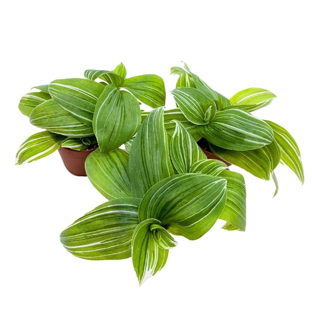 Green and White Wandering Dude 2 inch Set of 3 Tradescantia albiflora albo-vittata fluminensis Tiny Mini Pixie Plants