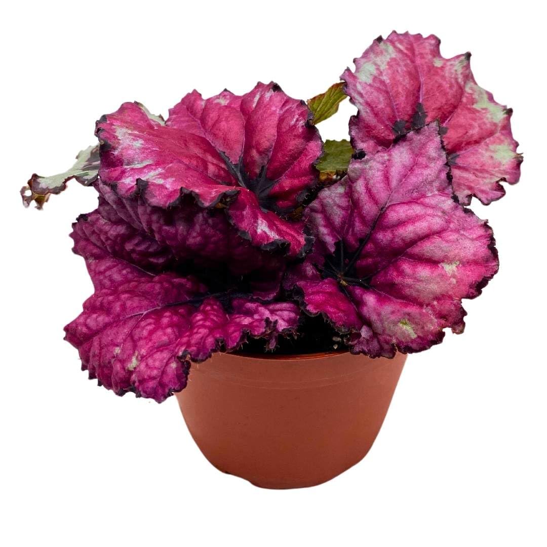 Begonia Kotobuki Pink Rex in a 4 inch Pot