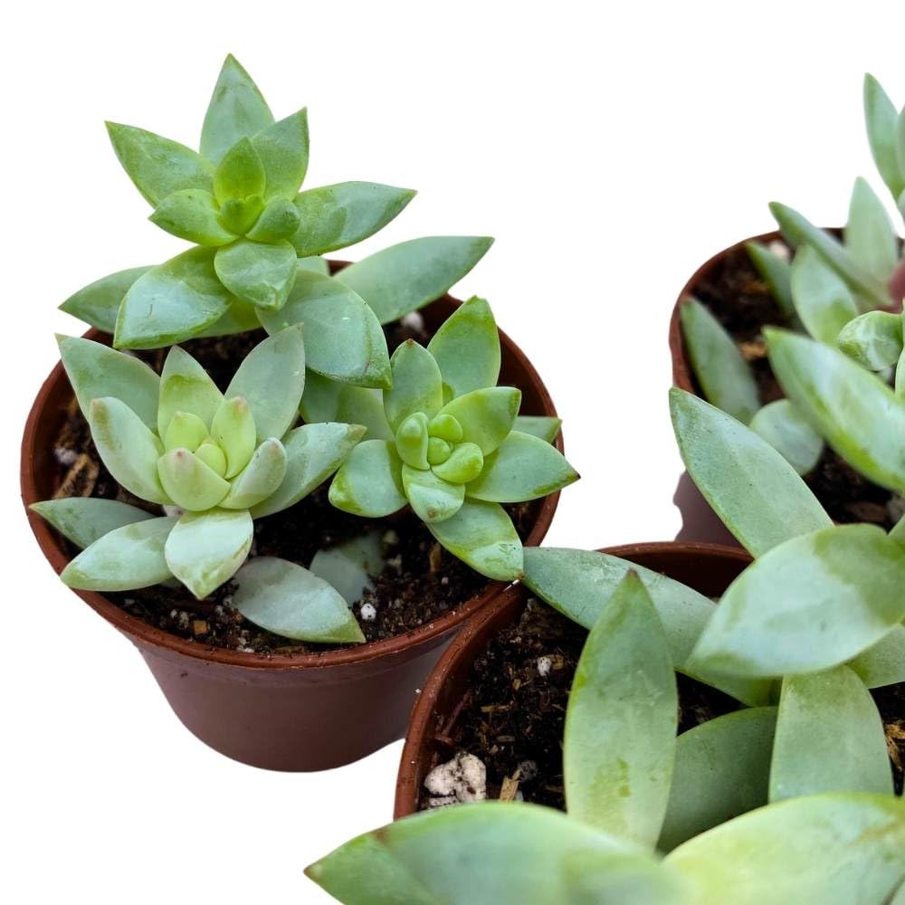 Greene's liveforever 2 inch Set of 3, Dudleya greenei Stonecrop Succulent Tiny Mini Pixie