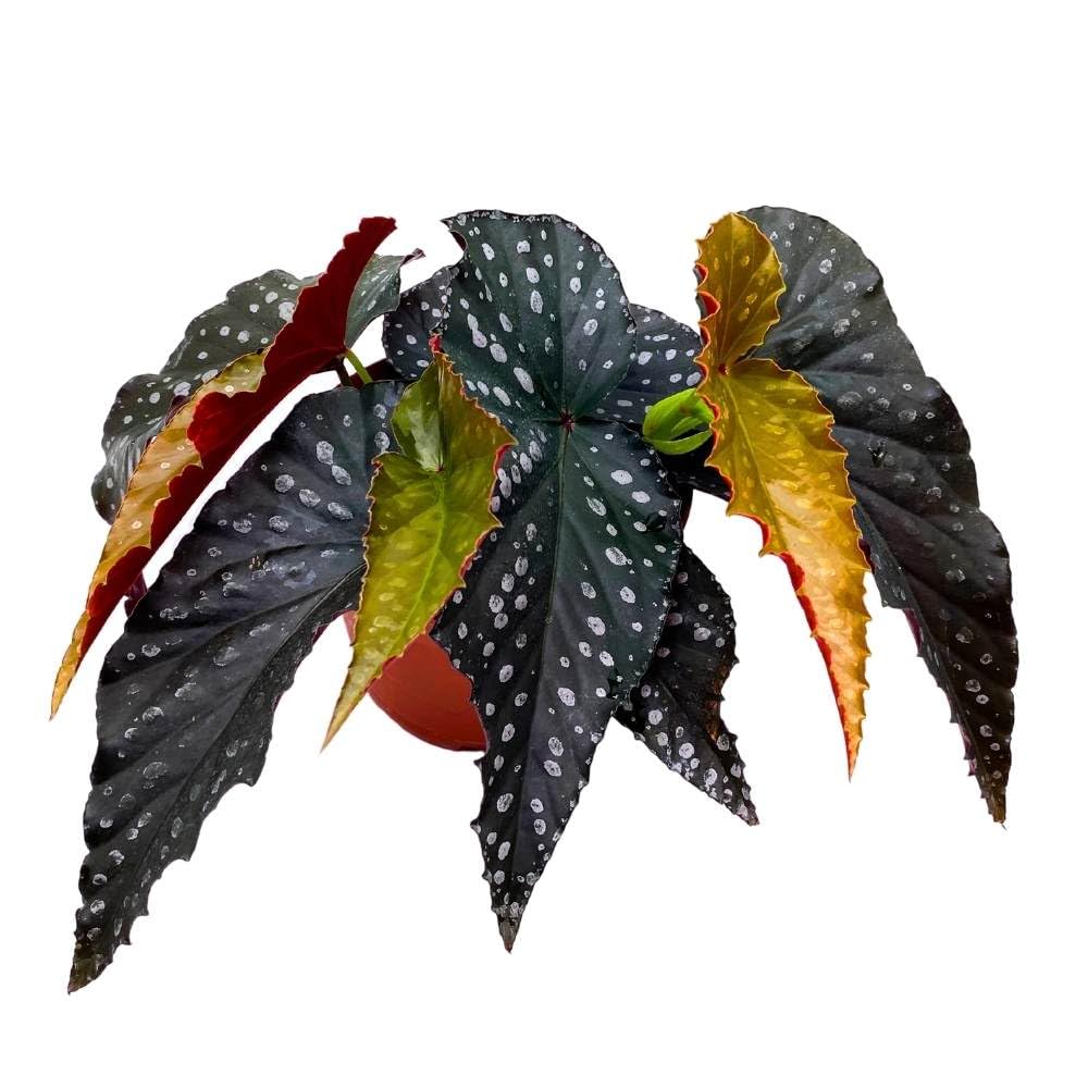 Harmony's Slither Angel Wing, 6 inch Cane Begonia Dark Narrow Jagged Leaf White Polkadot