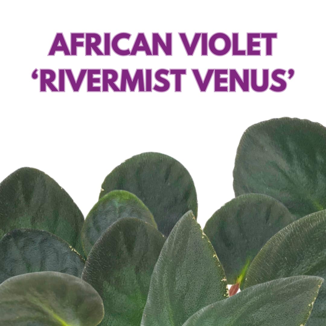 Harmony Foliage African Violet Rivermist Venus 4 inch Pink Flower