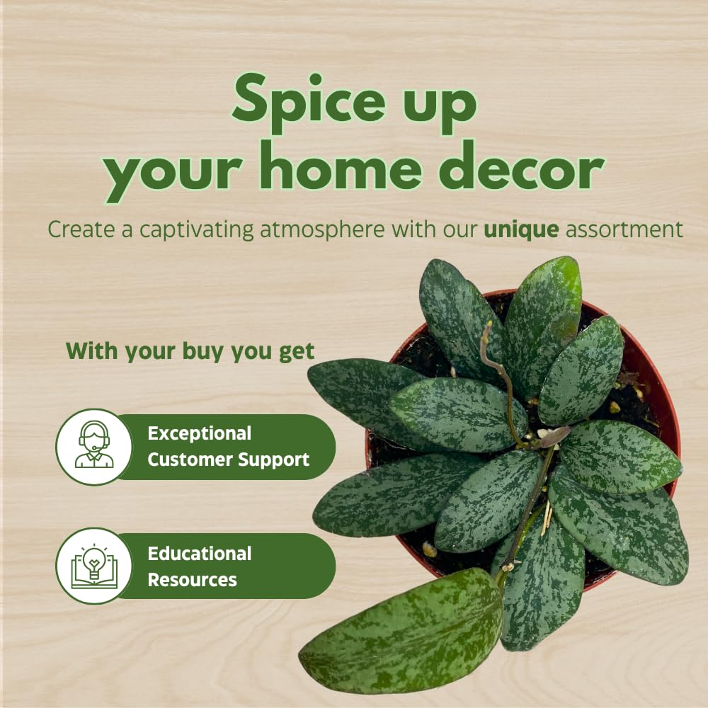 BubbleBlooms Hoya Sigilatis in a 4 inch Pot