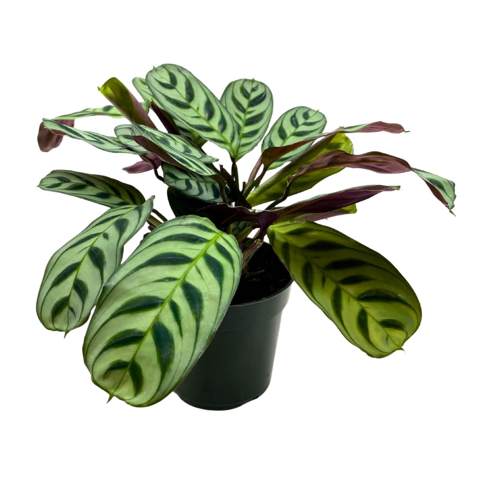 BubbleBlooms Calathea Burle Marxii in a 4 inch Pot Prayer Plant