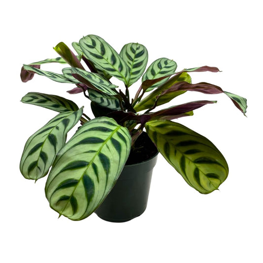 BubbleBlooms Calathea Burle Marxii in a 4 inch Pot Prayer Plant