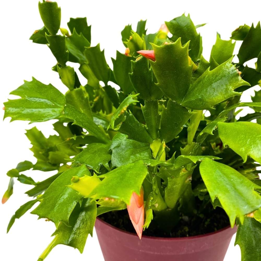 Christmas Cactus, 6 inch Holiday Cactus Thanksgiving Cactus, Crab Cactus, Easter Cactus, Seasonal Flowering