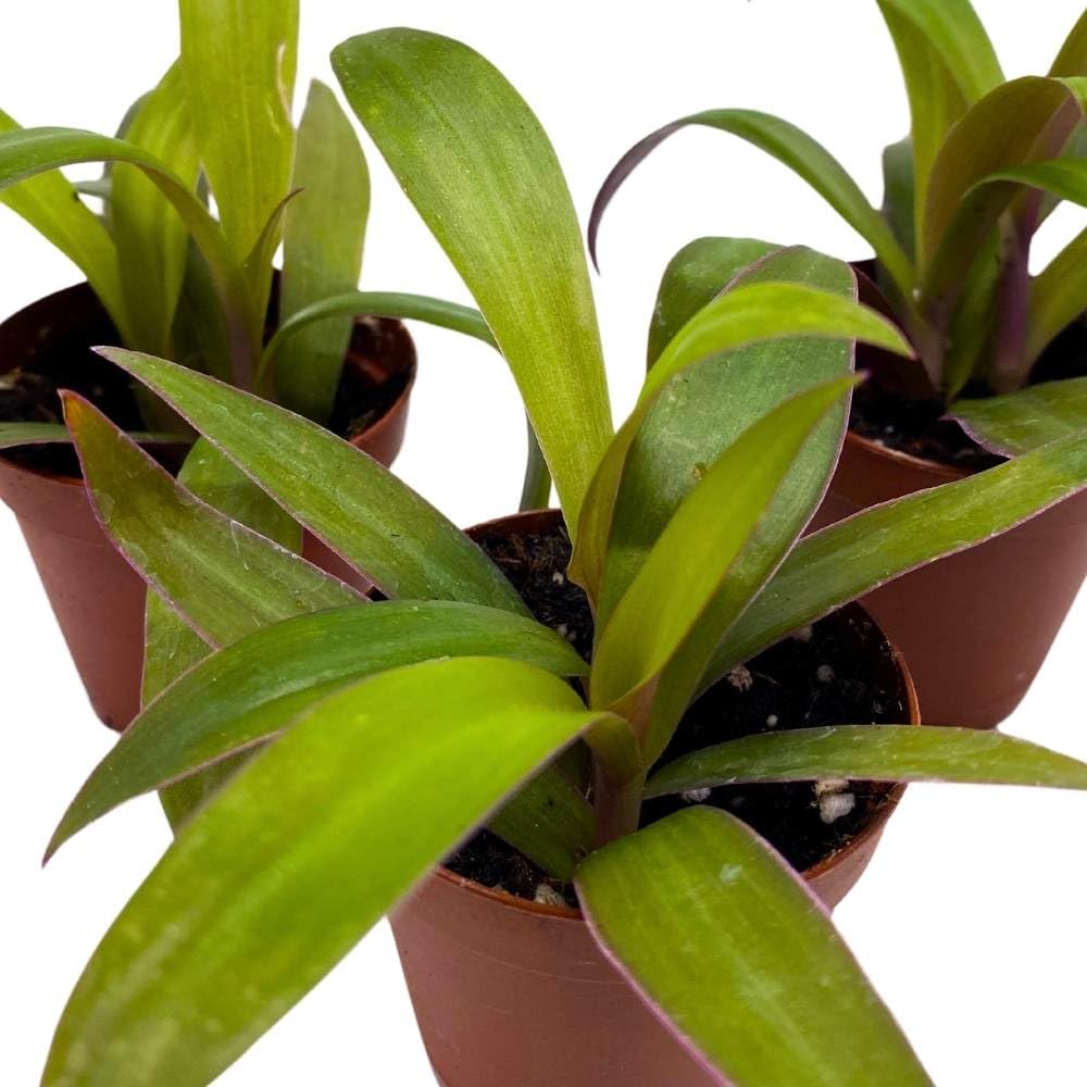 Moses in The Cradle Tradescantia spathacea, 2 inch Set of 3, Boat Lily Tiny Mini Pixie Plant