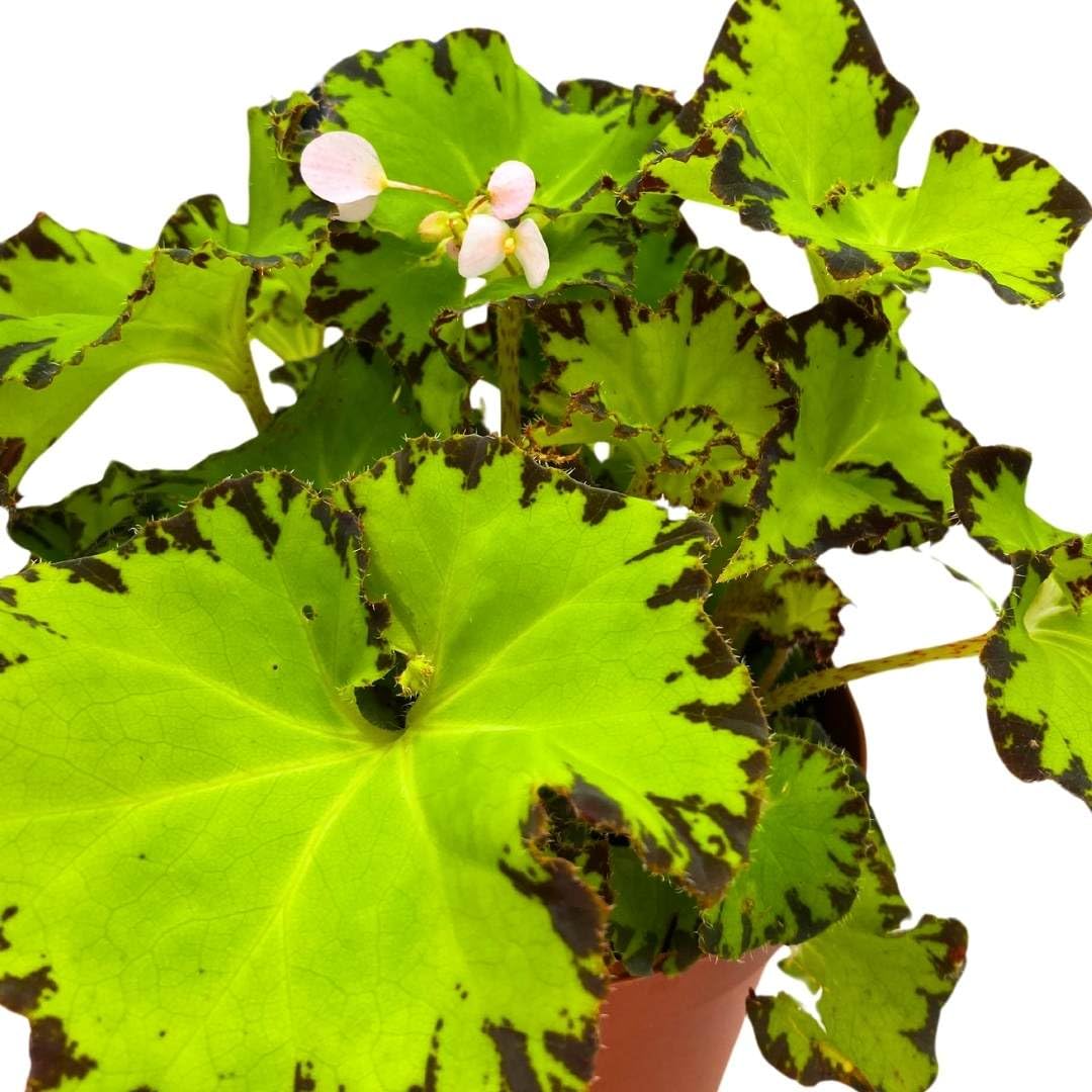 Begonia Jive Rhizomatous Rhizo in a 6 inch Lime Green