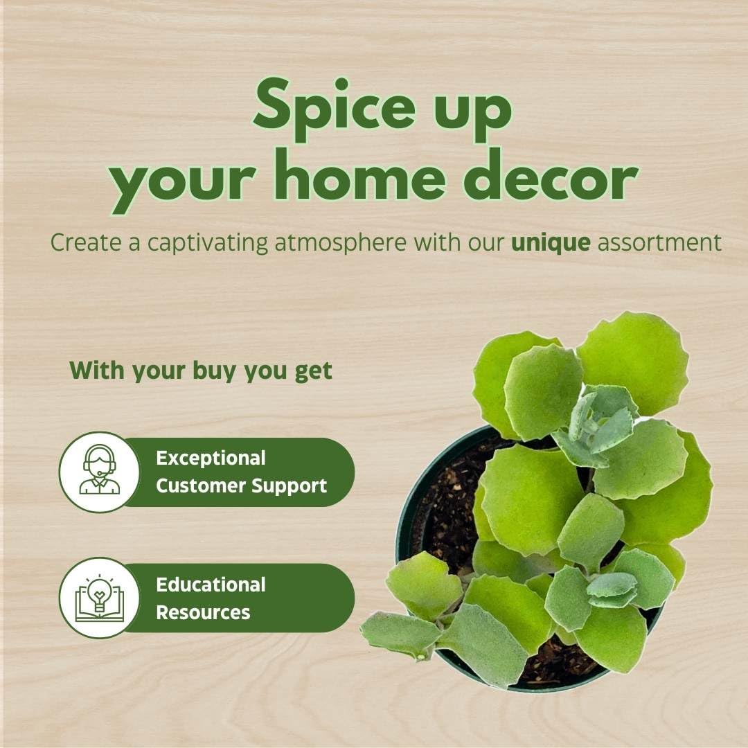 BubbleBlooms Kalanchoe millotii in a 4 inch Pot Millot Kalanchoe, Green Fuzzy Furry Leaves Succulent