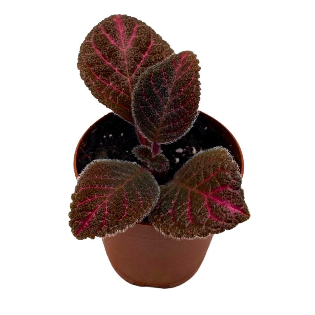 Harmony Foliage Episcia Pink Gator Flame Violet 2 inch