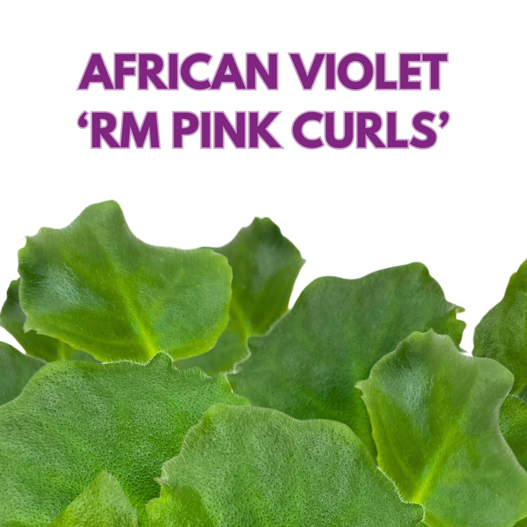 Harmony Foliage African Violet RM Pink Curls 4 inch Pink Flower