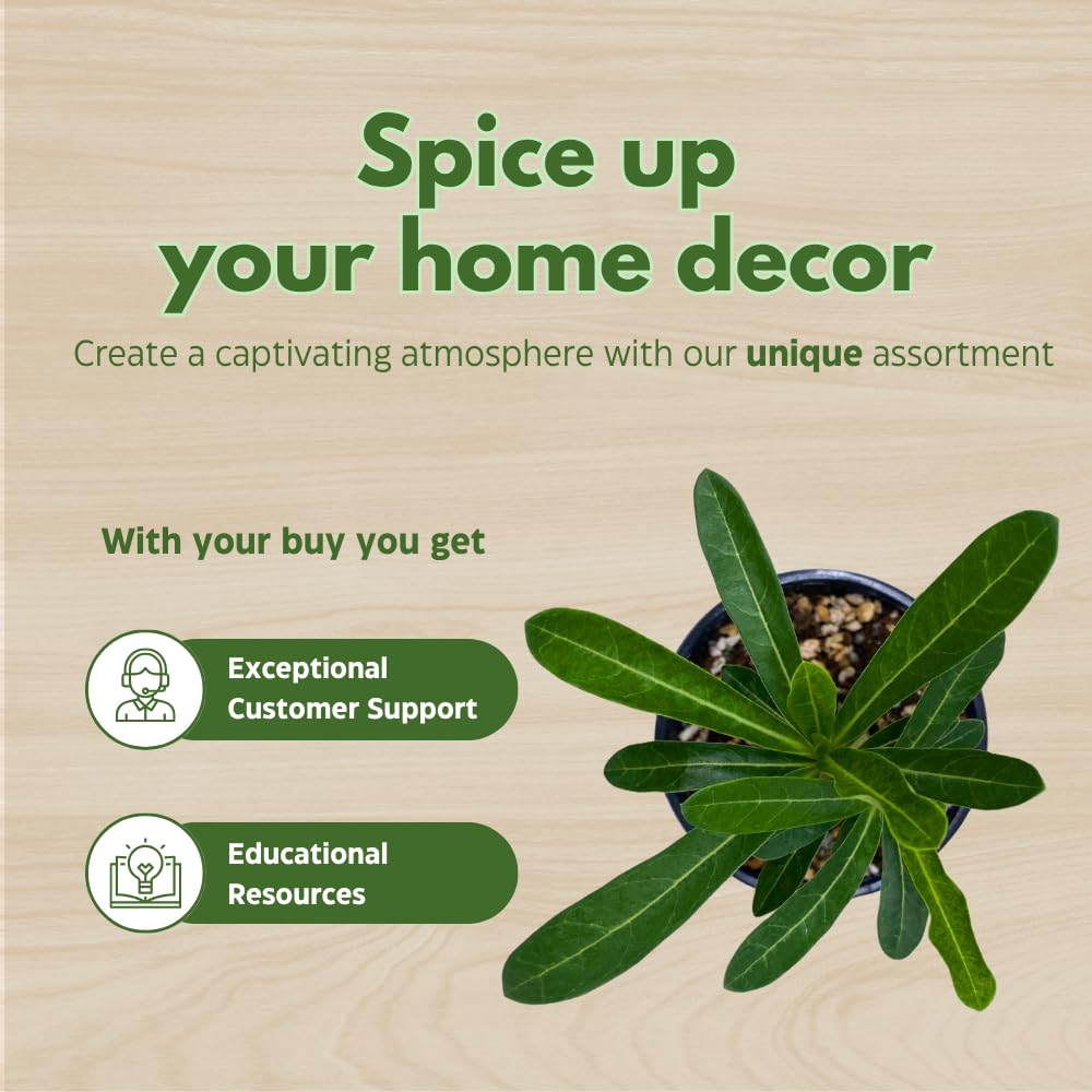 BubbleBlooms Desert Rose Sunshine in a 4 inch Pot Extremely Rare Flower