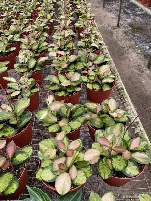 BubbleBlooms Hoya Australis Variegated Lisa Wholesale Bulk 6 inch 6-Pack