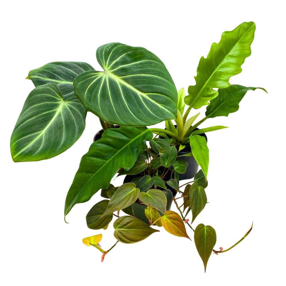 BubbleBlooms Philodendron Assortment in 4 inch Pots Set of 3