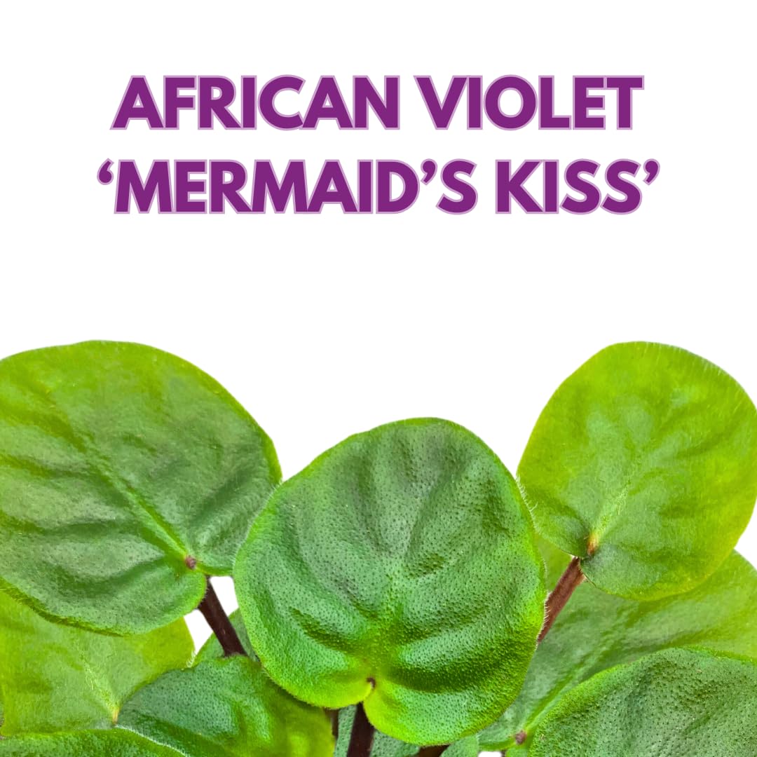 Harmony Foliage African Violet Mermaid Kiss 4 inch Pink Super Ruffle Flower