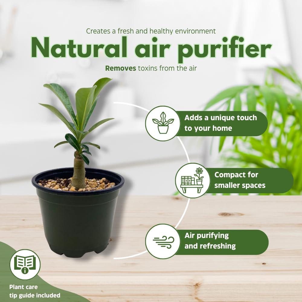 BubbleBlooms Desert Rose Chocolate Vietnam in a 4 inch Pot Extremely Rare Flower