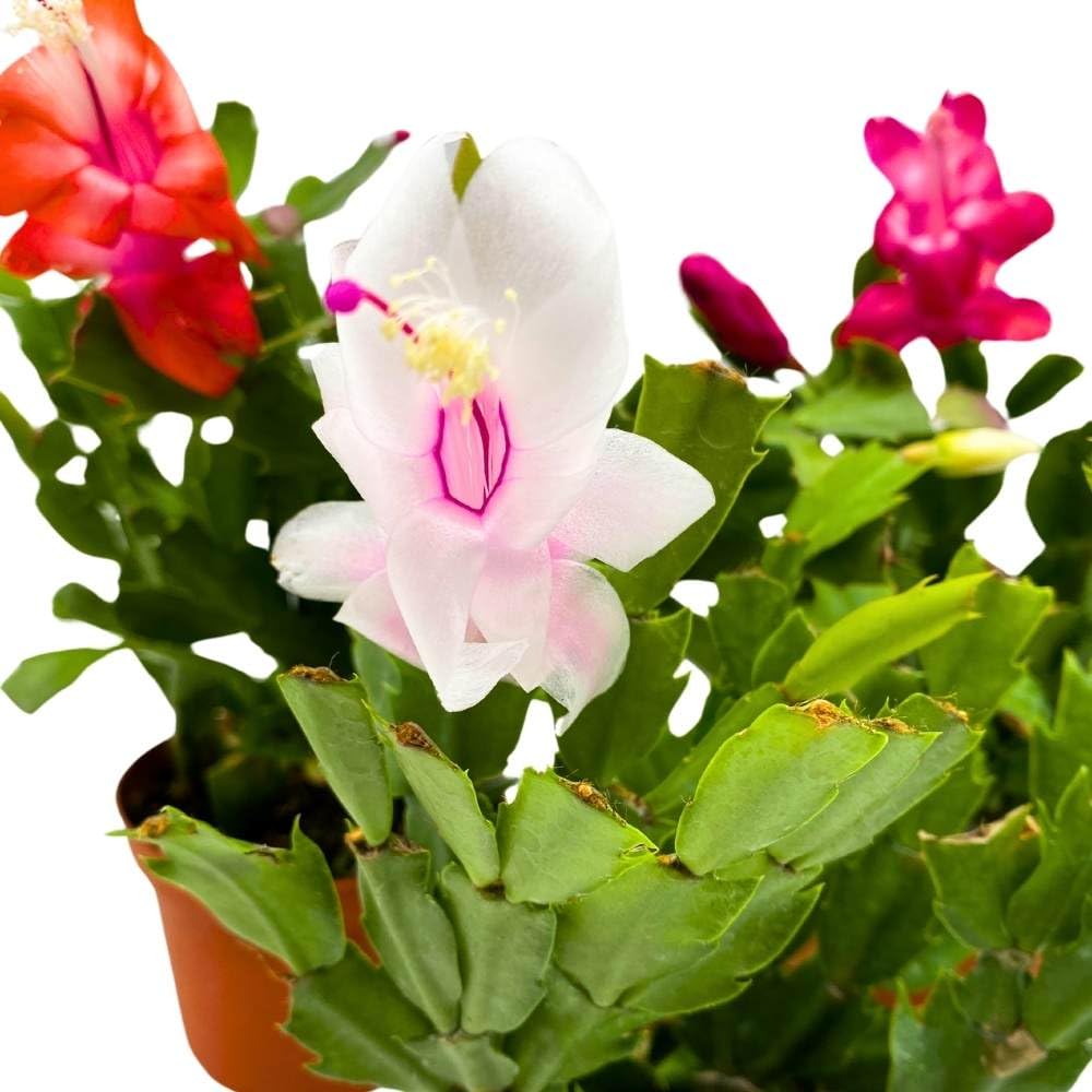 Christmas Cactus Assortment, 4 inch Set of 3 Holiday Cactus Thanksgiving, Easter Cactus, Seasonal Flowering