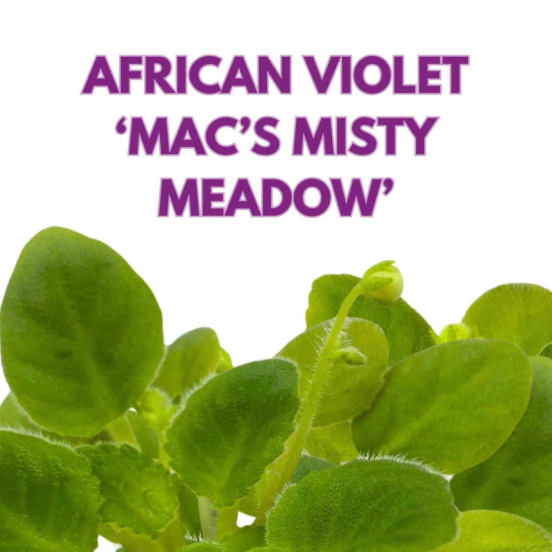 Harmony Foliage Mini African Violet Mac's Misty Meadow 2 inch White Flower