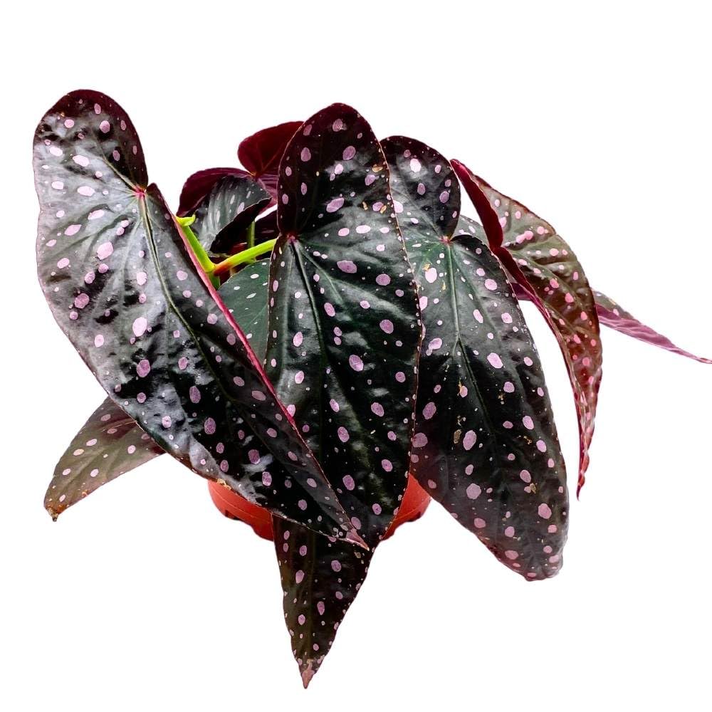 Harmony's Dark Star Angel Wing, 6 inch Cane Begonia Pink Polkadot