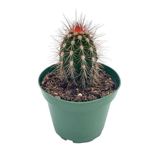 Echinocereus engelmannii, Engelmann's Hedgehog Cactus, Rare Cactus, 4 inch Pot, Well Rooted