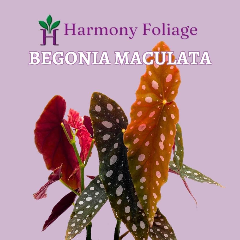 Begonia Maculata, 4 inch, Trout Begonia, Polka Dot Plant, Widgtii, Spotted Begonia.