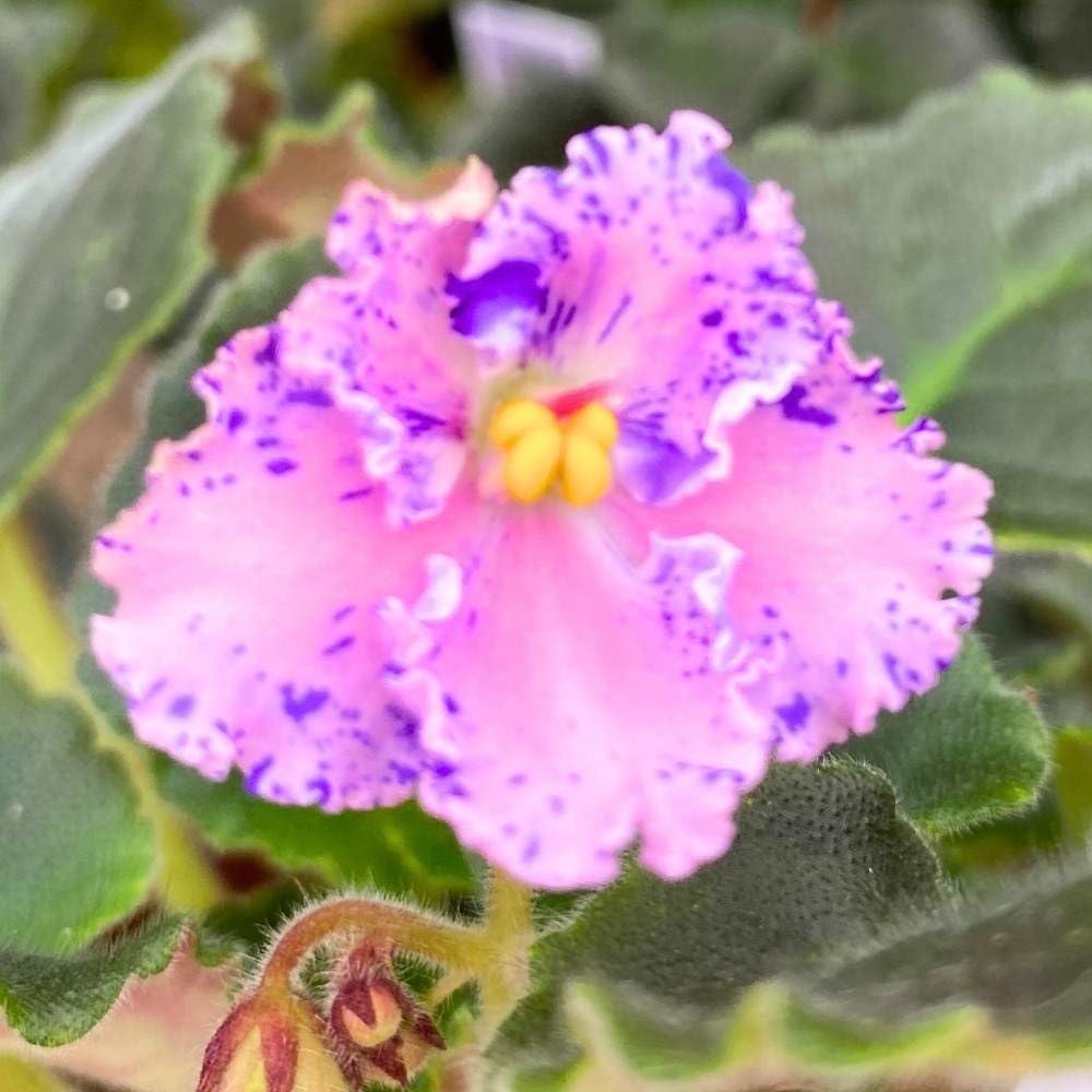 Amour Elite African Violet, 4 inch, Gesneriad Pink Flower Purple Splash Flush Variegated