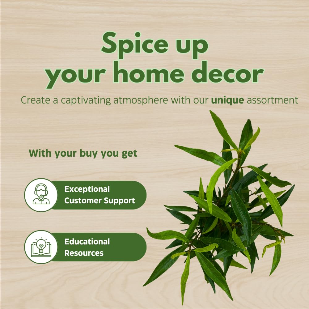 BubbleBlooms Narrow Leaf Fig in a 4 inch Pot