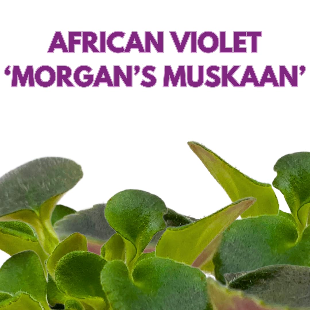 Harmony Foliage Mini African Violet Morgan's Muskaan 2 inch White Pink Flower