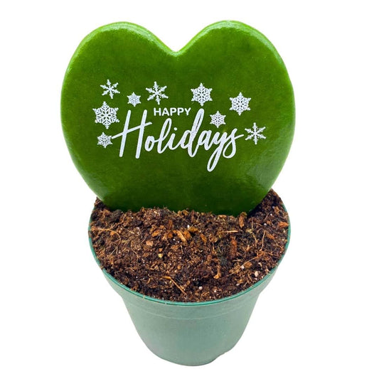 BubbleBlooms Happy Holidays Hoya Kerrii Heart with Holiday Greeting Message in a 2 inch Pot