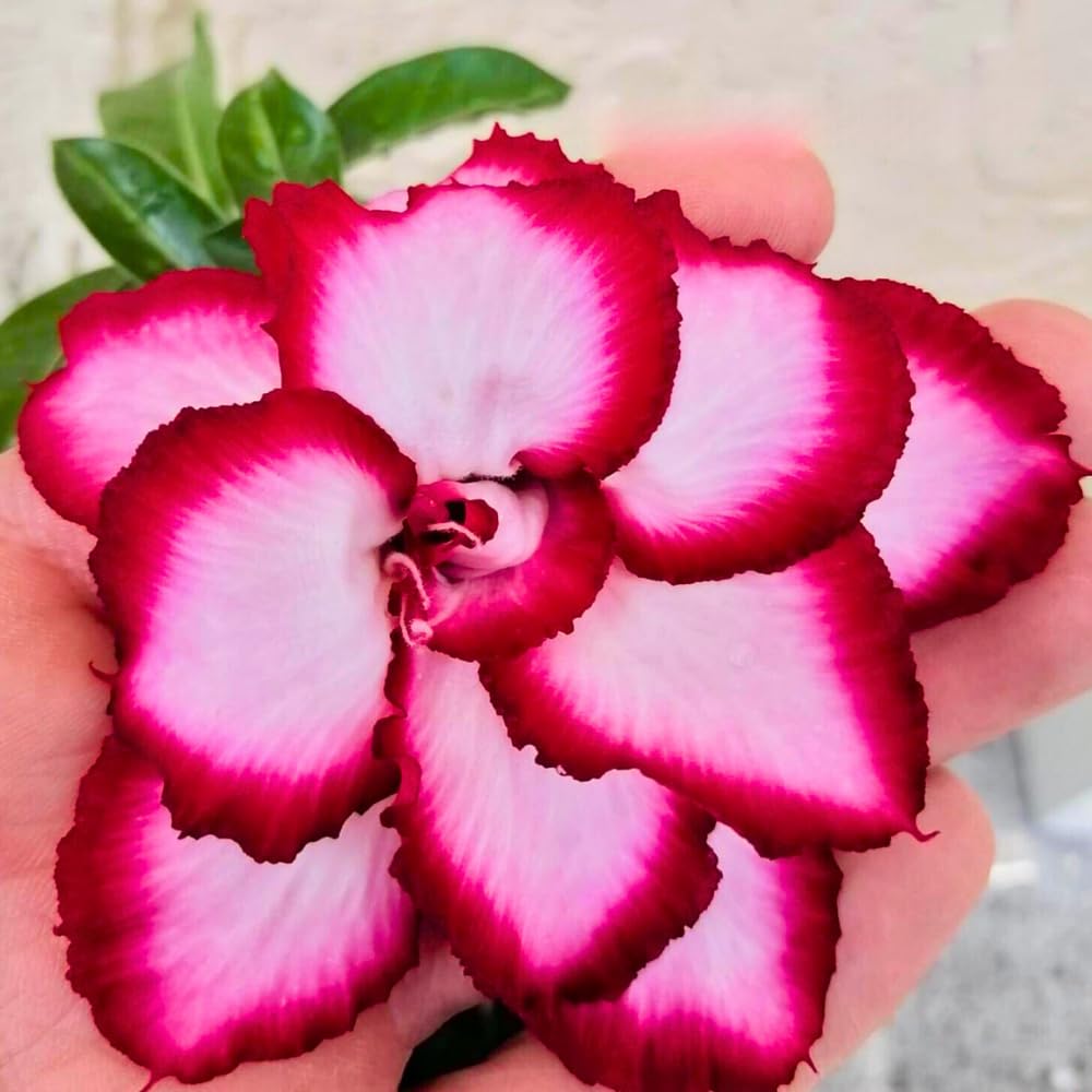 BubbleBlooms Desert Rose Royal Empress in a 4 inch Pot Extremely Rare Flower